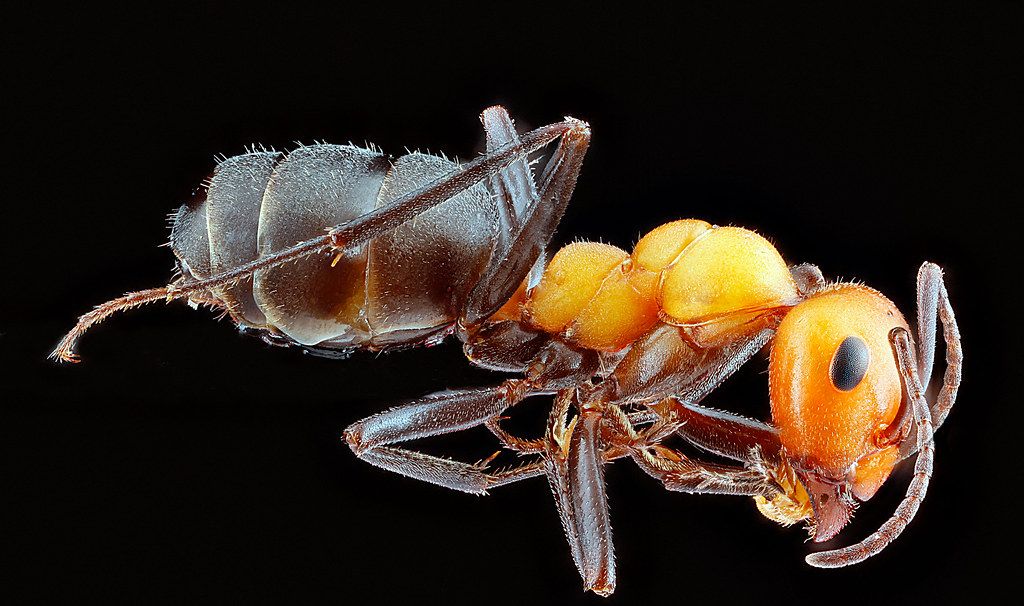 Ant Control service in Oshkosh, WI