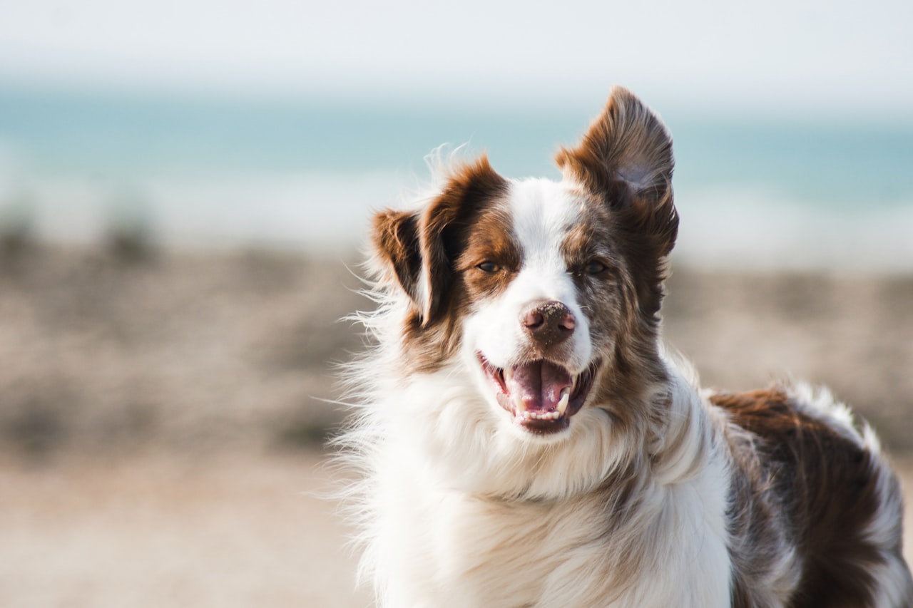 Flea & Tick Control service in Oshkosh, WI