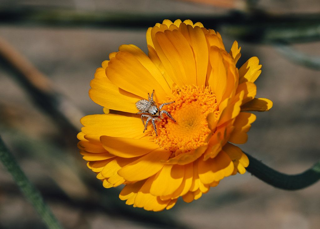 Spider Control service in Oshkosh, WI